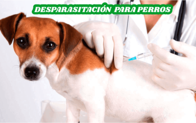 Desparasitación para perros: Importancia y beneficios para tu engreído