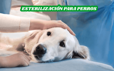 Esterilización para perros: ¿Por qué realizarlas y cuáles son sus beneficios?