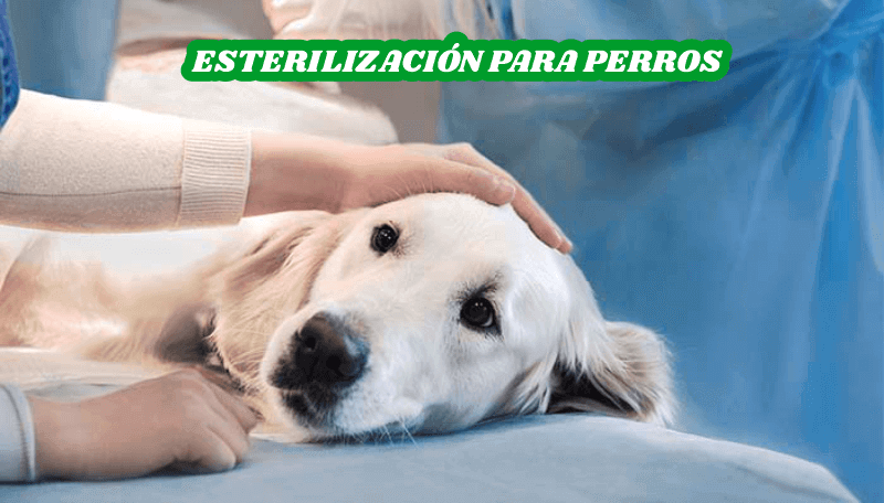 Esterilización para perros