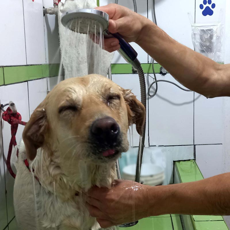 Baño medicado en la veterinaria Gavet