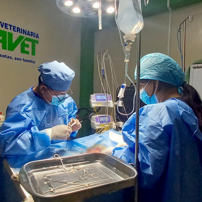 Cirugía veterinaria en Gavet