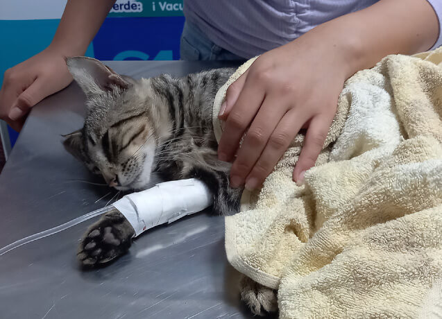 gatos veterinaria