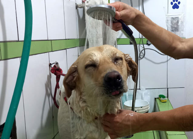 baños y corte estetico canino