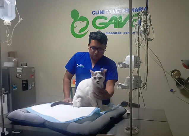 atención gatos en veterinaria gavet