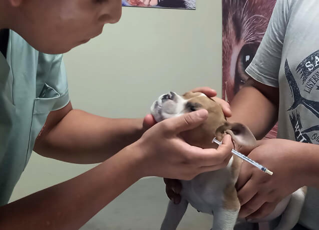 vacunas veterinaria cachorro