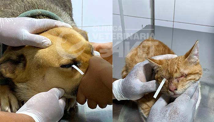 Oftalmología veterinaria: cuida la salud visual de tu engreído