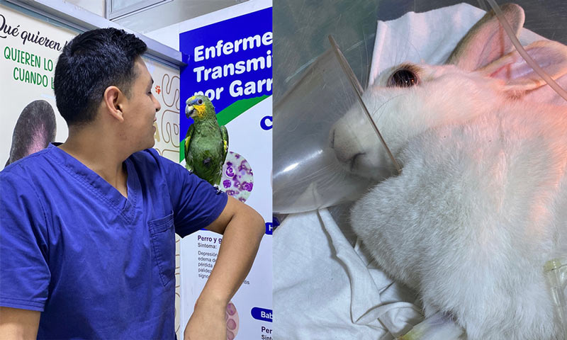 Cuidados de animales exóticos: Guía completa para proteger su salud y bienestar